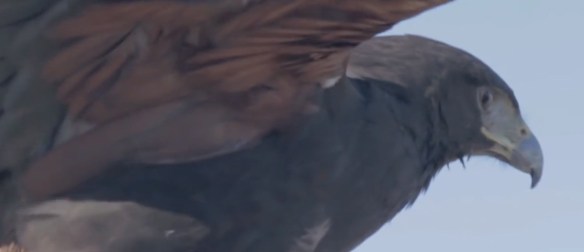 videoclip_emedj_aguila1